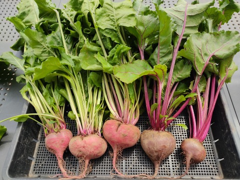🥬畑から直送！春キャベツ1玉＋旬の新鮮野菜3品セット｜農薬・化成肥料不使用！✨