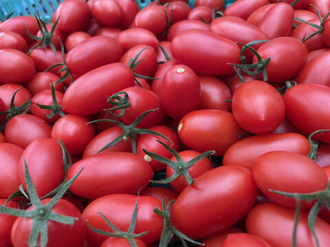 特濃トマト！！シシリアンルージュ　１ｋｇ