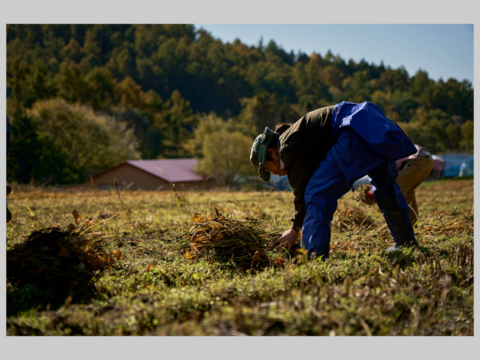 風味豊かな農薬不使用の有機黒豆 800g  北海道の大地で育った「いわいくろ」　令和7年度産　１２月１８日ころから発送予定
