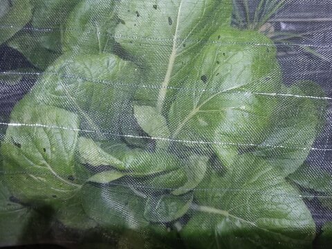 ✨旨味凝縮！少し大きめのパワフル小松菜！炒め物に最適（虫食い跡あり）農薬・化成肥料不使用✨