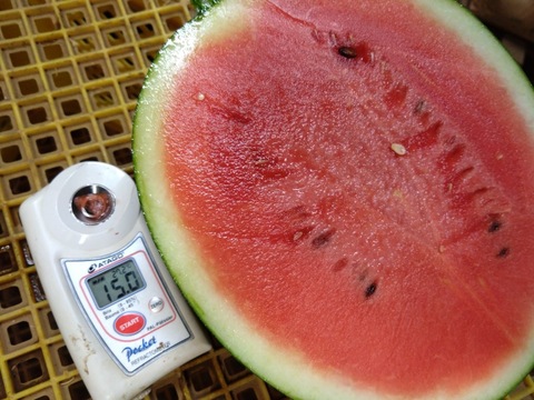 【最高糖度15度超え】選ばれし一玉にのみ刻まれる王の証🍉極限集中栽培が生んだ唯一無二のスイカ『蜜王』🍉寛永鶴見ブランド【7月中旬予約】
