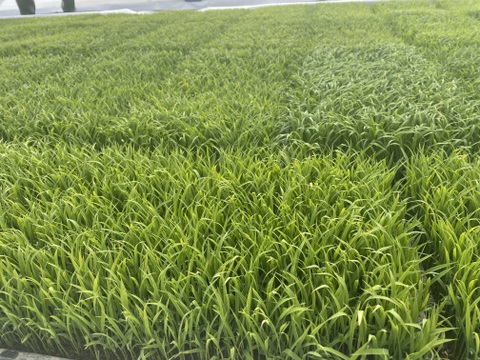 【有機JAS認証米】【農薬不使用】【化学肥料不使用】妙高産コシヒカリ（5㎏）