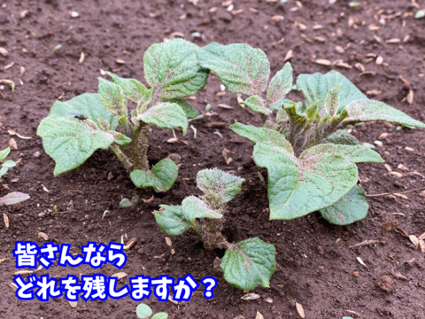 【健康至高】深い自然の甘みが際立つ！新じゃがいも「キタアカリ」3kg