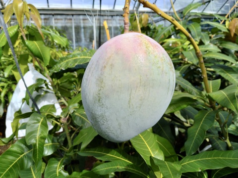 伊江島産キーツマンゴー（家庭用・2kg・2〜3個入り）