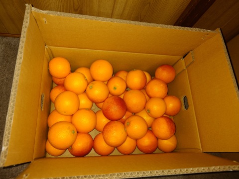 ブラッドオレンジ「モロ」
順次発送中！！　4ｋｇ