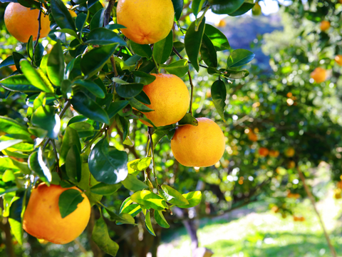 種子島産『ぽんかん』10㎏箱（家庭用/2Lサイズ）