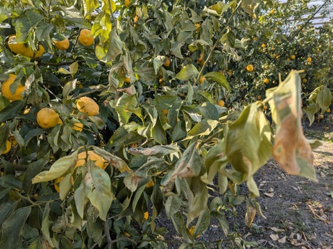 【1口500円】令和8年 大雪や雹によるレモン・柑橘被害支援プログラム