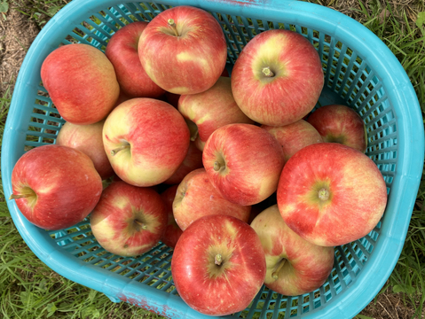 発送中🚚未希ライフ🍎3kg みずみずしい希少な夏りんご🌞キズなし良品