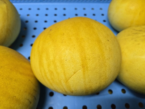 ★訳あり　80サイズ　3.5キロ～　完全自然栽培品　コンボ商品　晩白柚（ザボン） 2玉　文旦 15玉