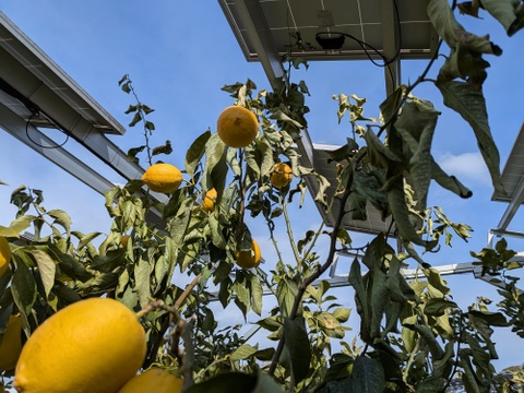 【1口500円】令和8年 大雪や雹によるレモン・柑橘被害支援プログラム