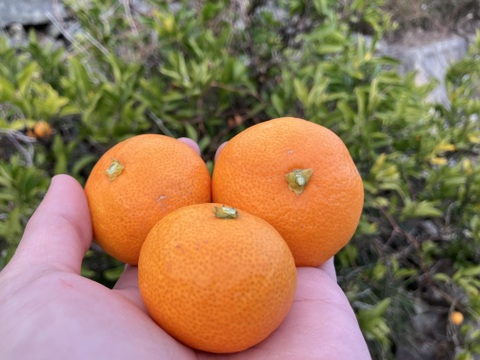 小玉　有田みかん【5kg（箱込）・ご家庭用】