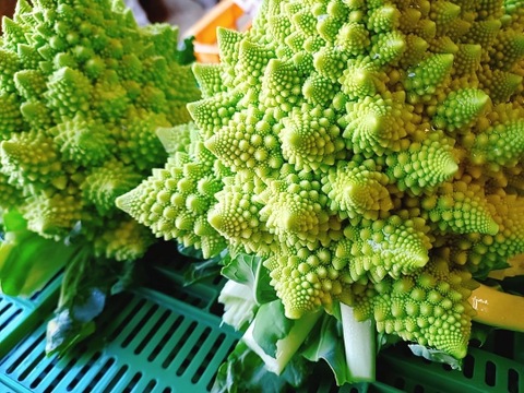 【新春　1月発(^^♪】双葉農園の”イチオシ”の7種の野菜セット　 〜from 名水の里　神奈川県秦野市