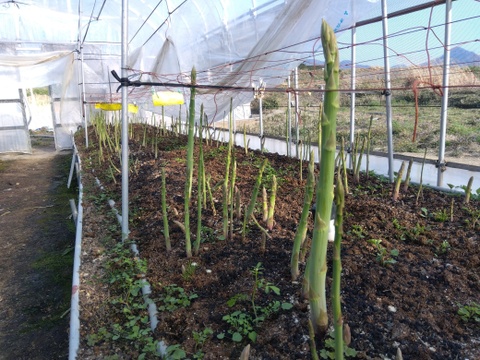 シャキシャキ！さぬきのめざめ秀品Lサイズ夏芽１㎏