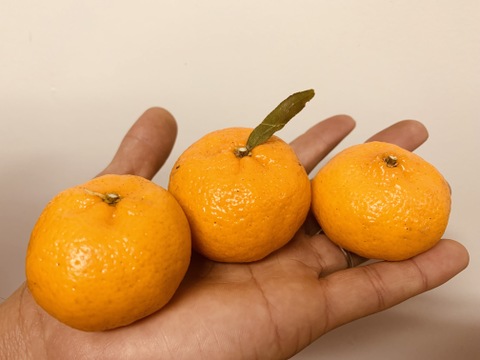 鹿児島県産「ポンカンと小みかんのセット」箱込み2kg