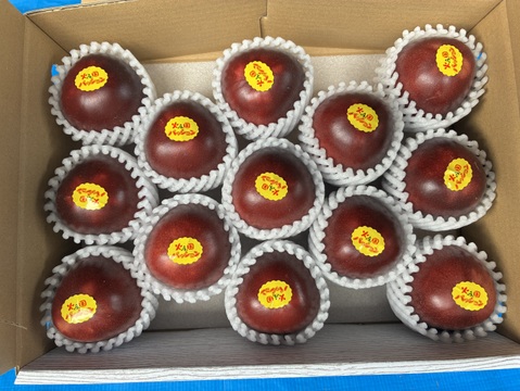 【販売期間残りわずか】芳醇な味わい パッションフルーツ『火の国パッション』贈答用・1kg