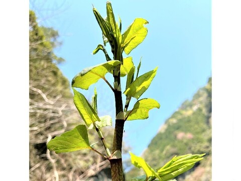 天然山菜【いたどり】国産 1㎏ 煮物 炒め物 きんぴら 天ぷら等で 山形産《予約受付》