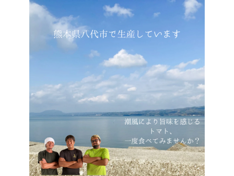 熊本県八代産　まるかじりトマト　４kg
