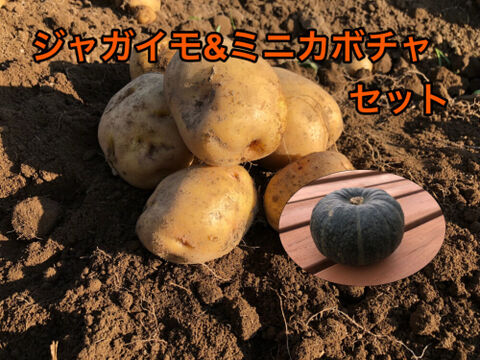 【ﾐﾆカボチャ入り】キタアカリ発祥農場のジャガイモ　Mサイズ合計5㎏