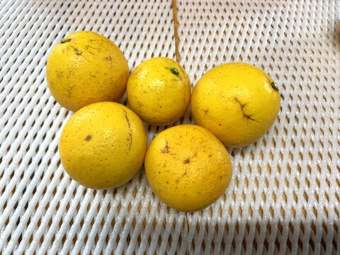 【訳アリお買い得！】甘いワタまで食べる日向夏・早生(3kg）