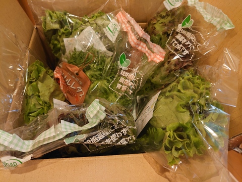 【農薬：栽培期間中不使用】【組合せ自由！】伊勢菜園の野菜セット　ﾌﾘﾙﾚﾀｽ５袋（60g以上）ﾚｯﾄﾞﾘｰﾌﾚﾀｽ２袋（60g以上）ｸﾞﾘｰﾝﾘｰﾌ2袋（60g以上）バジル1袋（15g以上）合計１０袋