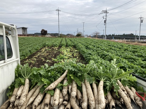 【自然の力で旨味・栄養UP！！】十文字の土と風が生み出す『切り干し大根』４０g×５パック！！手軽に様々な料理に♪