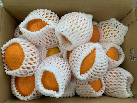 うわじまのまどんな！木取り【無選果】あいか２８号”４ｋｇ”（サンプル糖度１１．３～１２．６度）