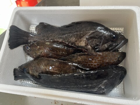 【青森県直送】お試し鮮魚ＢＯＸ　約1キロ