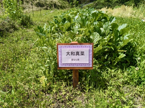 古民家ホテルで使われている奈良県の伝統野菜！『大和真菜』1kg