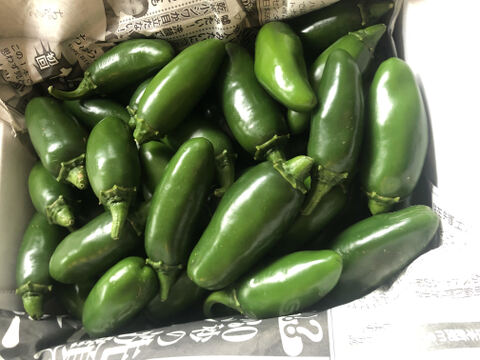 【栽培期間中農薬不使用】糸島産☆ハラペーニョ（1キロ）