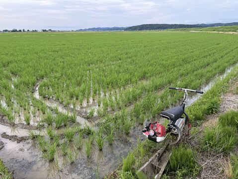 【令和6年新米】予約販売！元祖新潟県産こしひかり【従来品種】精米5kg