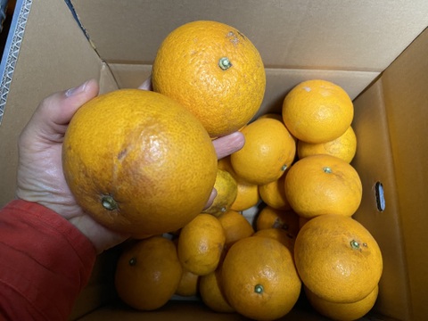 さわやかな甘酸っぱさとほろ苦さ。【選果落】サンフルーツ（１０ｋｇ）サンプル糖度１２度