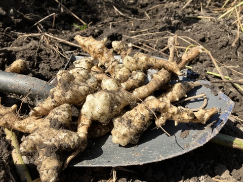 おおふくの菊芋 5キロ〜生でシャキシャキ加熱でほくほく〜 京都府産農薬不使用有機肥料栽培