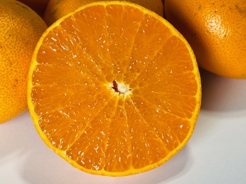 せとか“わけあり”10kg甘くて実がトロトロの柑橘