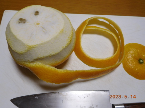 「規格外」伊豆ﾆｭｰｻﾏｰｵﾚﾝｼﾞ他「初夏の味覚/お楽しみ柑橘５種セット」　ご家庭用/正味4.5㎏