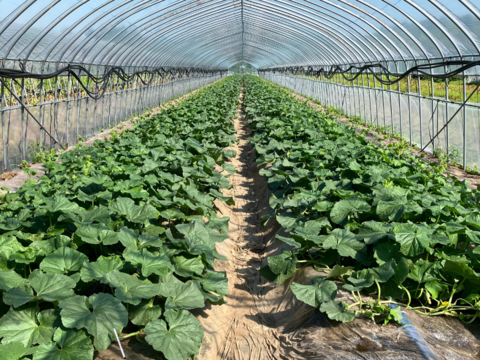 【訳あり】北海道夕張産［ツナガルメロン］（4～6玉 ）｜みんなで味わう、5つの物語の詰め合わせセット