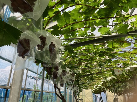 希少品種〔黒いバラード〕種なし皮ごと🍇約１ｋｇ　クール便送り