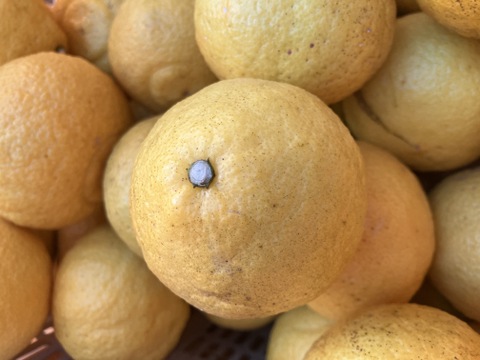 【見た目は酸っぱそうだけど　酸味のない】　愛媛県産　はるか3kg（1kg6個程度）