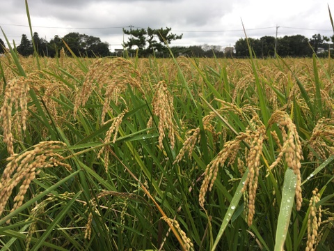 🌾令和7年度新米🌾有機JAS認証🌾
いつでも美味しいコシヒカリ❗️もちもちっと5Kg玄米