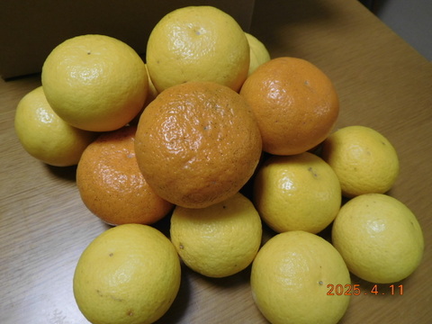 【食べ比べ】🍊『伊豆産』/　ﾆｭｰｻﾏｰｵﾚﾝｼﾞ・黄金柑（おうごんかん）・農（みのり）６号　初夏の味覚３種セット！                   
    ご家庭で・ご贈答に　/　約 2.0㎏