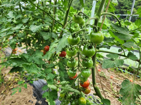 ステラミニトマト1kg 【甘くて美味しい貴重な固定種🍅】