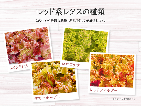 【FISH VEGGIES】フィッシュベジ季節のサラダセット 90g〜　化学肥料/農薬不使用だから安心して食べられる