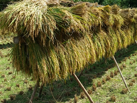 九州山地の特別栽培米　【掛け干し米】２Kg