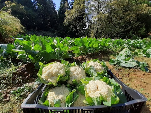 山の農村の白い宝石「若栃産カリフラワー（雪まつり）」（4個入り）