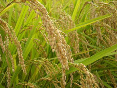 【令和5年産】特別栽培米 コシヒカリ(10kg)　お米
