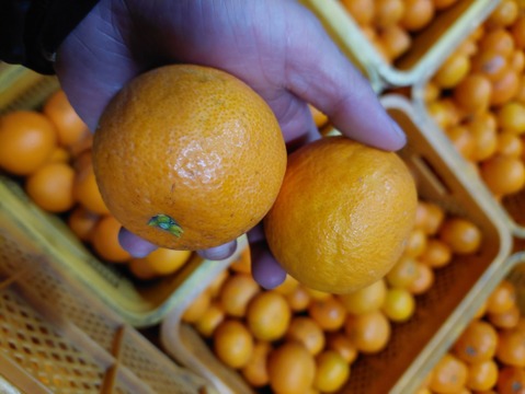 きよみオレンジ『小玉サイズ』2kg（箱込）60