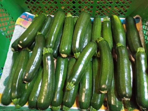 【大好評！本当に美味しい】自然栽培ズッキーニ5本