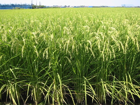 新潟県ブランド米新之助　令和6年産精米5キロ