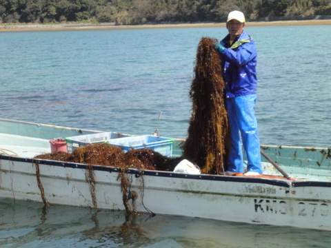 天草産天然アカモク 100ｇパック×5個