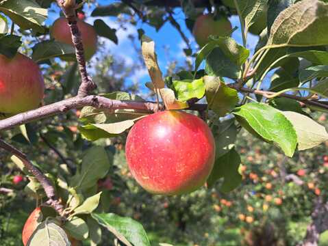 【完売】あかね ジャムやアップルパイにおすすめ！ 家庭用 2.5kg（7〜14個）