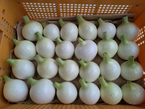 【玄海丸】皮むき玉ねぎ　福岡産　4kg